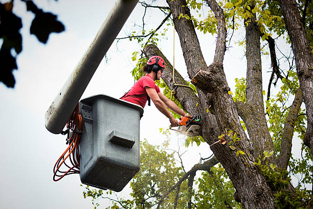 How Our Tree Care Process Works  in Valhalla, NY